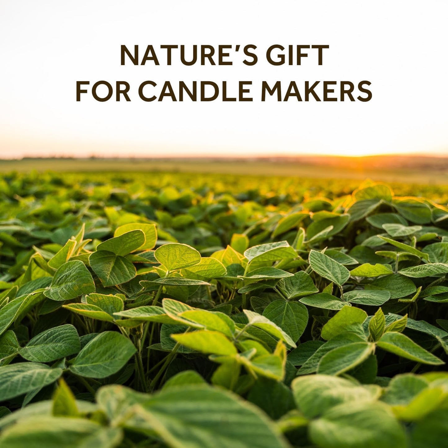 NORVENCE Soy Wax for Candle Making, Natural Soy Wax Flakes 2lb, Premium Candle Wax for DIY Candle Crafting